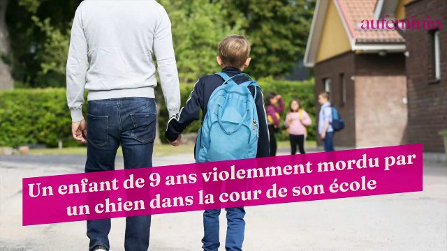 Un enfant de 9 ans violemment mordu par un chien dans la cour de son école