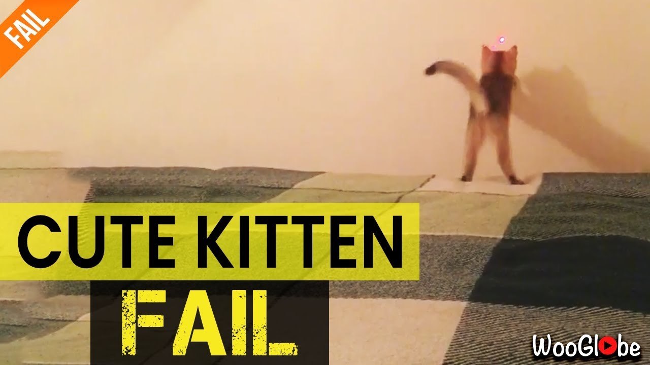 'Cat FOCUSED on laser pointer falls into gap between the bed & wall *Try Not to Laugh*'