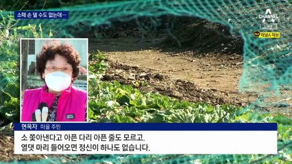 논밭 휘젓는 소떼…주민 설득에도 그냥 두라는 주인