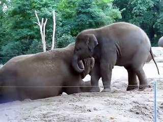 Cute baby elephant rides his mother.