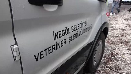 Derede nefes kesen ayı kurtarma operasyonu