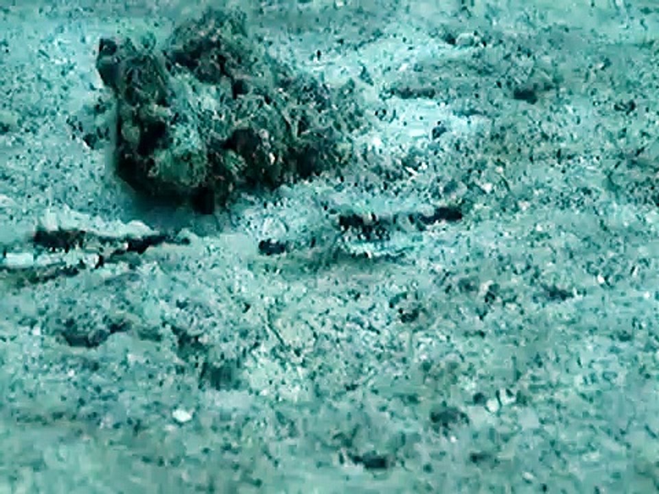 Strangest animals part 1