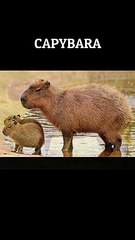 Strangest animals part 2