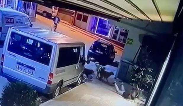 Kız çocuğuna sokak köpekleri saldırdı, o anlar güvenlik kameralarına yansıdı