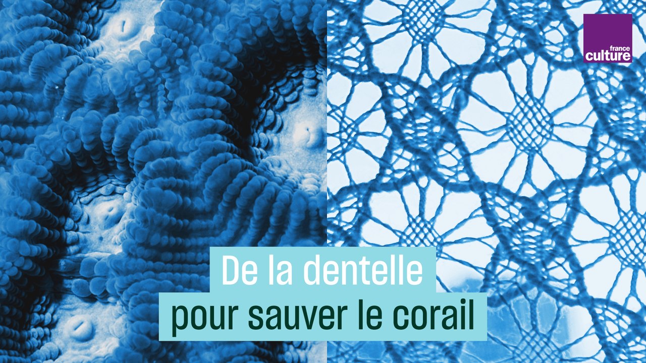 Jérémy Gobé : de la dentelle pour sauver le corail