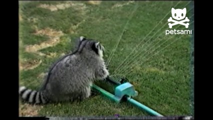 Raccoon plays sprinkler harp