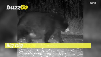 Bloated Bear! Trailcam Captures 770+ Pound Black Bear Trudging Through!