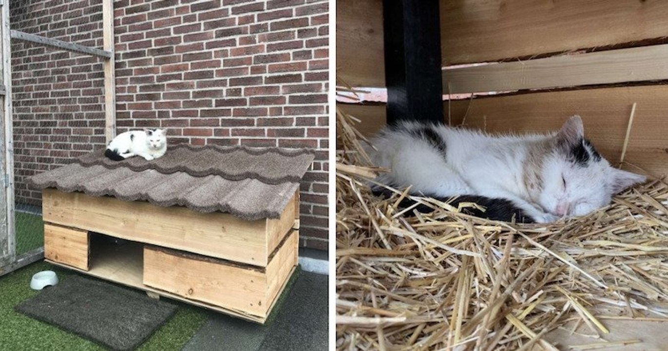 Un couple installe une cabane de jardin pour gagner la confiance d'un chat errant avant de lui offrir un abri pour la vie