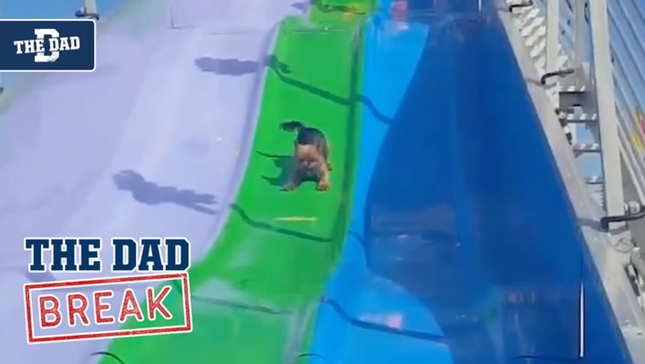 Dad - Dog Slide