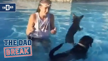 Dad - Dog Jumps On Big Dog's Back In Pool