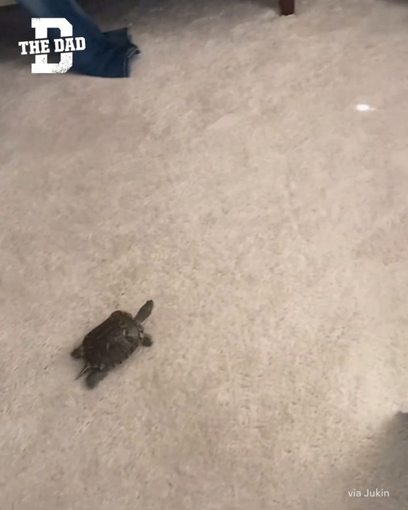 Dad - Turbo Turtle