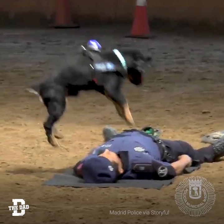 Police Dog Cpr