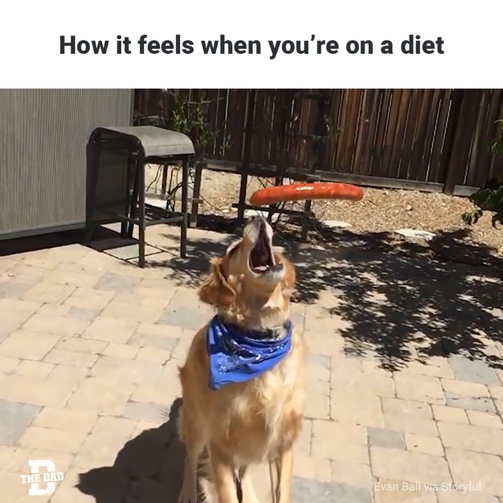 Diet Doggo