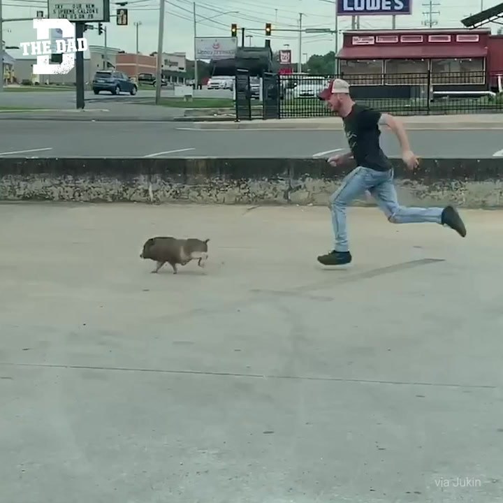Db - Pig Chase