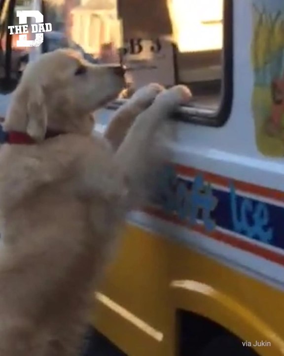 Db - Dog Loves Ice Cream Ig