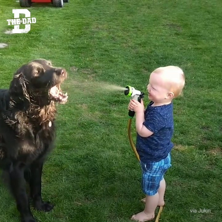 Dog + Hose