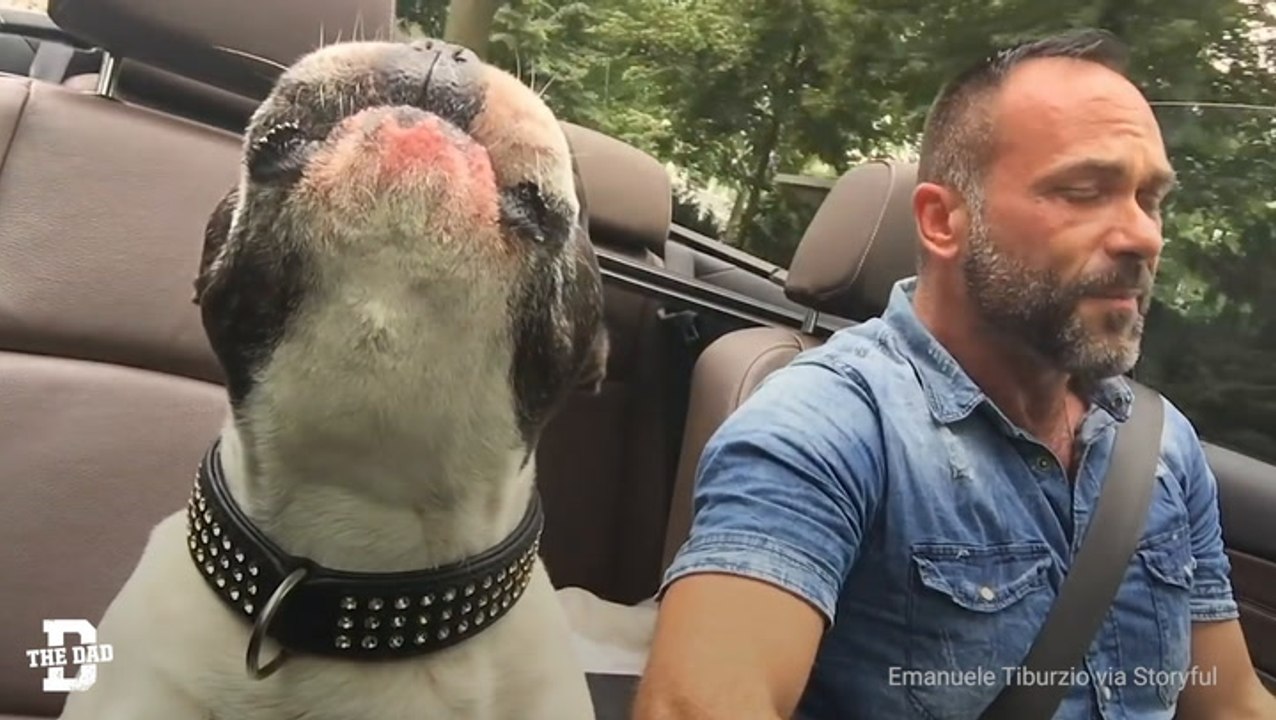 Dog