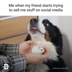 Dog Does Not Like Hamster