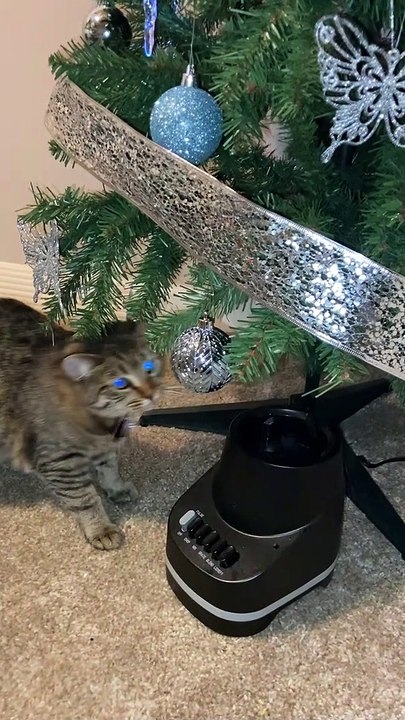 How to Keep a Tree Cat Free