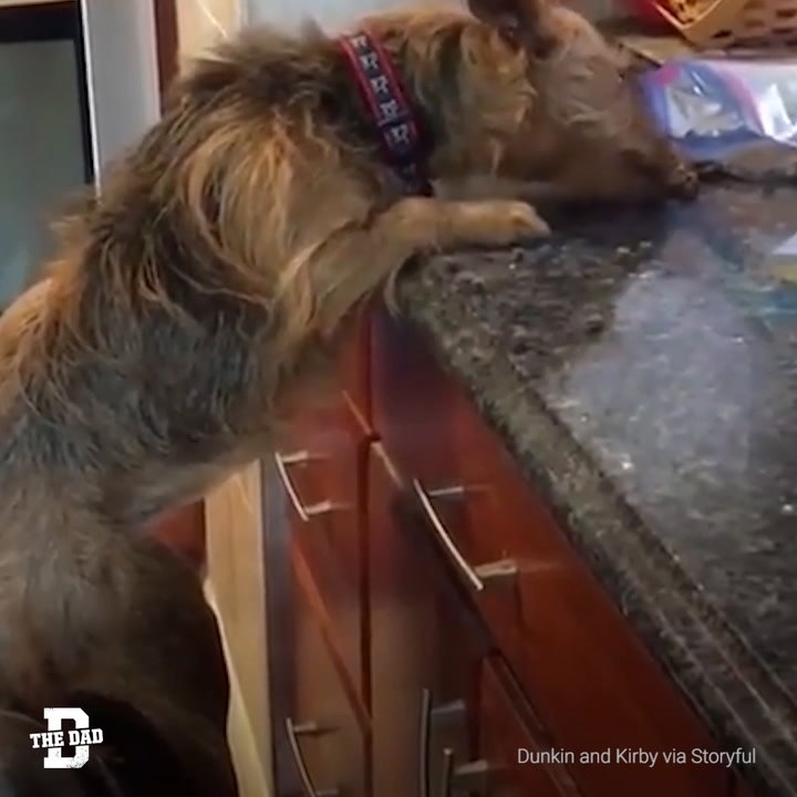 Dog Uses Dog