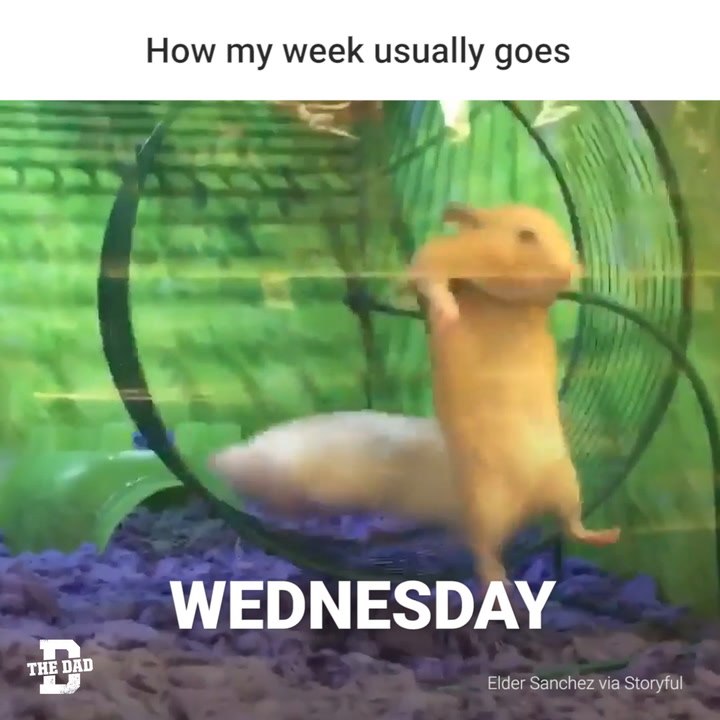 My Week
