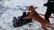 Don’t Be Alarmed! Just a Girl Being Pulled Down a Snowy Hill by Her Pup