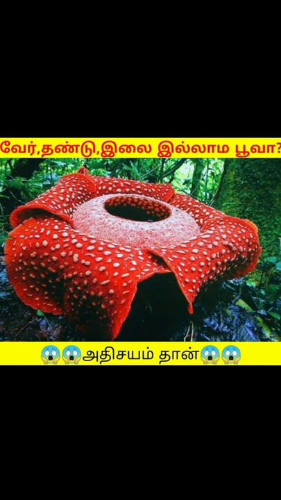 No root,no leaf!!!What a flower!!!!
