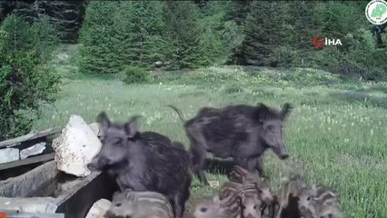 Yaban hayatı foto kapana yansıdı
