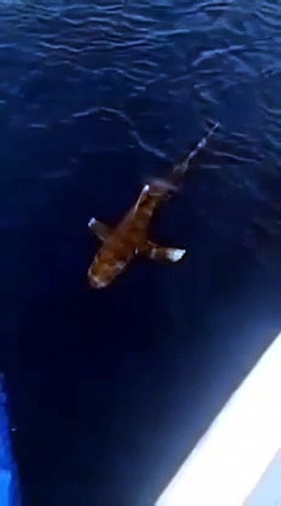ظهور نادر للقرش المحيطى على سطح الماء بشواطئ وادى الجمال بمرسى علم