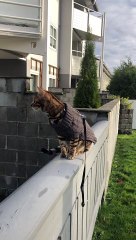 Beautiful Bengal Cat Takes a Fall