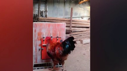 Ce coq surdoué vient libérer une poule