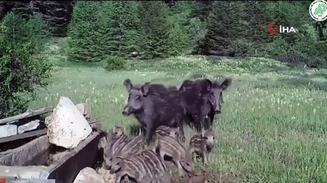 Antalya’dan fotokapan görüntüleri; yaban domuzu, kurt, at, vaşak