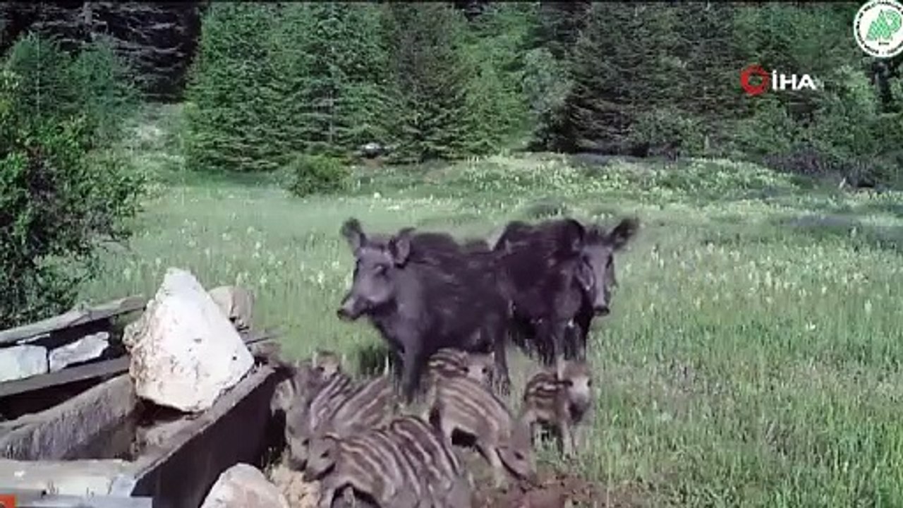 Antalya’dan fotokapan görüntüleri; yaban domuzu, kurt, at, vaşak