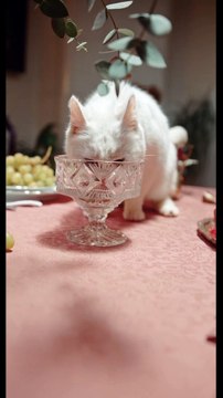 Cat Dinner Time | Funny Cats | Cute Cats | AR Studio