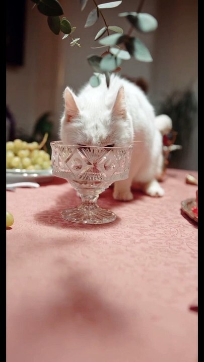Cat Dinner Time | Funny Cats | Cute Cats | AR Studio