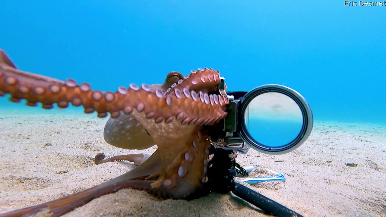 Octopus Loves the Camera