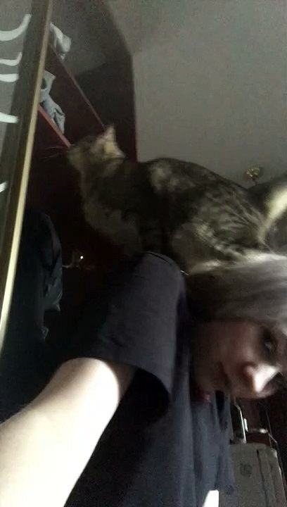 Cat Fails at Wardrobe Jump