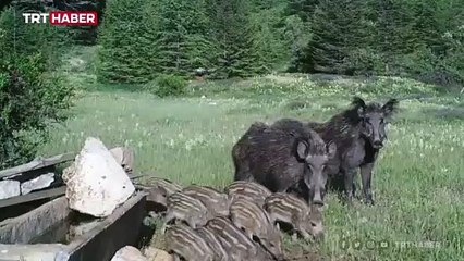 Antalya'daki yaban hayatı fotokapanla görüntülendi