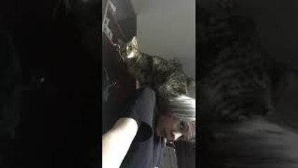 Cat Fails at Wardrobe Jump