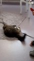 It is Cat VS Mat. Will the mat survive this brutal cat attack? | pets | pets lovers | tom and jerry