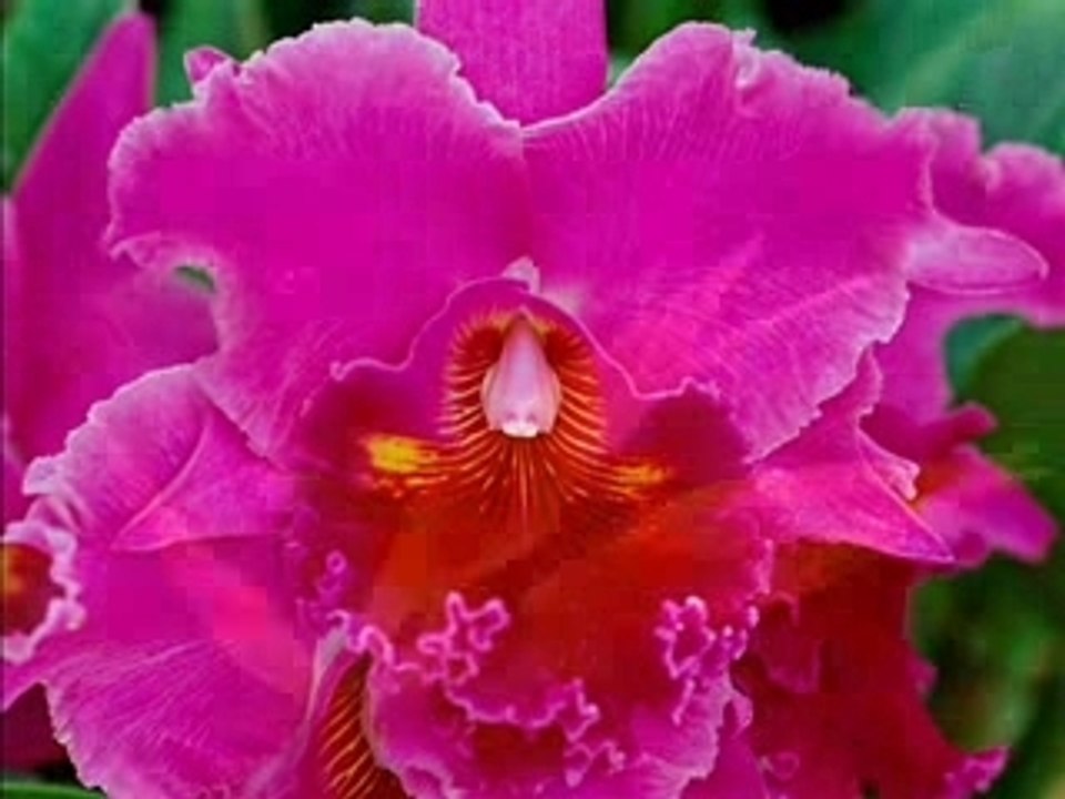 Fleurs et Flore