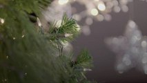 Virginia Military Families Receive Free Christmas Trees through Trees for Troops