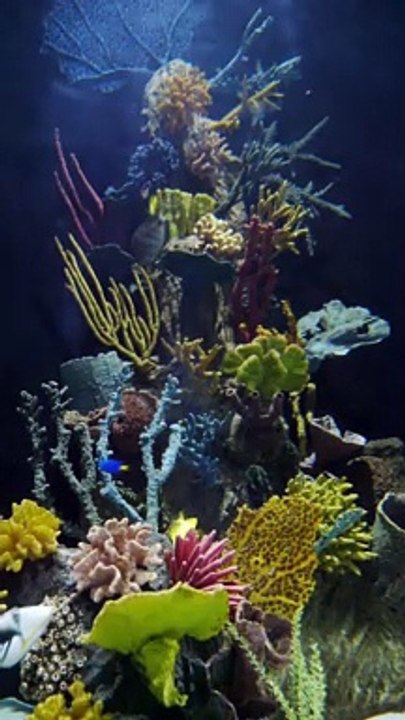 An Assortment of Fishes in a Saltwater Aquarium