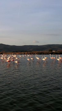 Pink Flamingos Walk Through Lake in Turkey