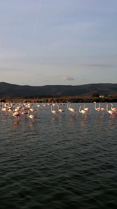 Pink Flamingos Walk Through Lake in Turkey