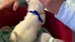 Daughters Surprise Dad With Westie Puppy