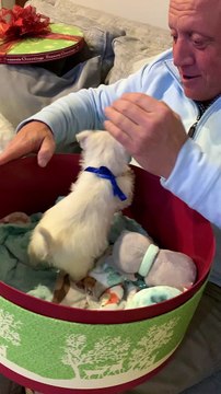 Daughters Surprise Dad With Westie Puppy