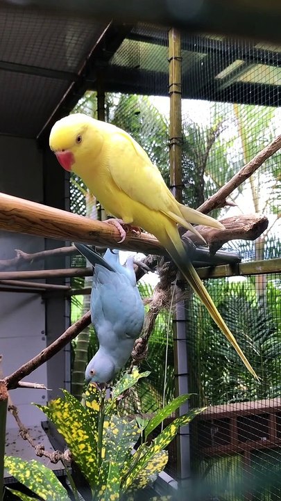 Parrot