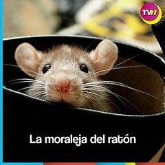 La moraleja del ratón | Reflexiones