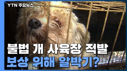 '오물 천지' 불법 개 사육장 적발...보상 위해 '알박기'? / YTN